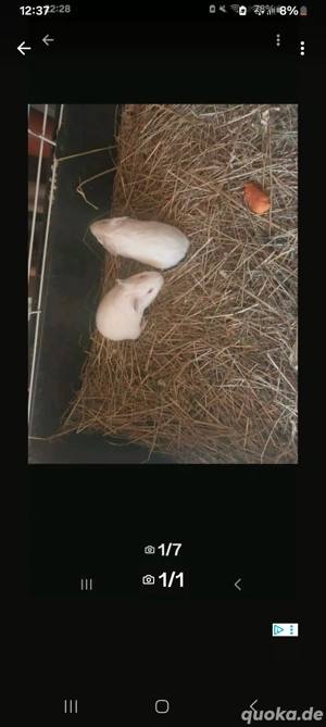 Meerschweinchen  Bild 1