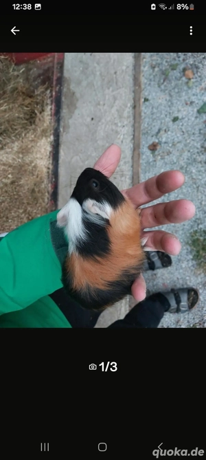 Meerschweinchen  Bild 4