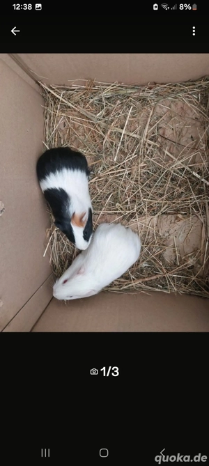 Meerschweinchen  Bild 5