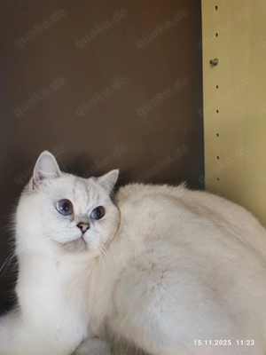 Eine Katze 1 Jahr 2 Monate