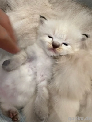 Ragdoll Katzenbabys