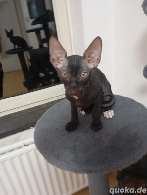 spyhnx kitten 12 wochen