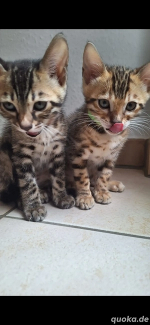 Bengal-Kitten  mit Stammbaum. 