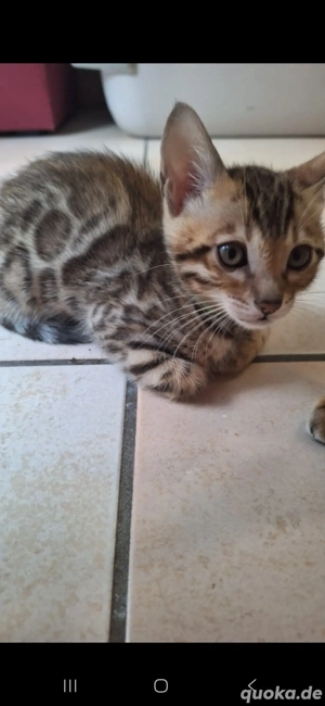 Bengal-Kitten  mit Stammbaum. 