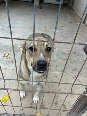 Suzanna - die hübsche Hündin sucht nun ein schönes Zuhause