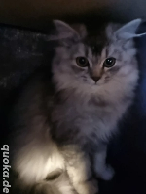 Liebe kleine BLH Dame