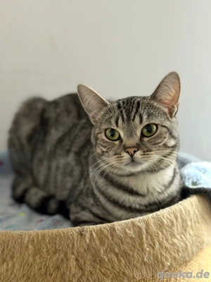 Nala sucht neues Zuhause