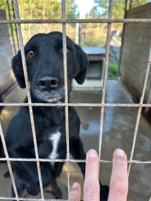 Panni - schwarze, hübsche Hündin sucht ihr Traumzuhause Bild 2