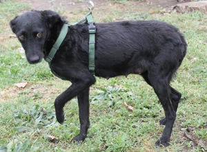 Panni - schwarze, hübsche Hündin sucht ihr Traumzuhause Bild 3