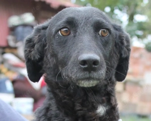 Panni - schwarze, hübsche Hündin sucht ihr Traumzuhause