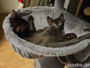 2 babykatzen männchen