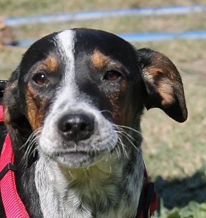 Eva - liebe Hündin wünscht sich eine Familie