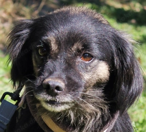 Monic - kleine Hündin hat alles verloren, wo darf sie neu starten?