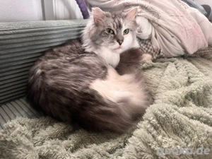 Nur noch 1 Maine Coon Bube sucht das perfekte Heim Bild 9