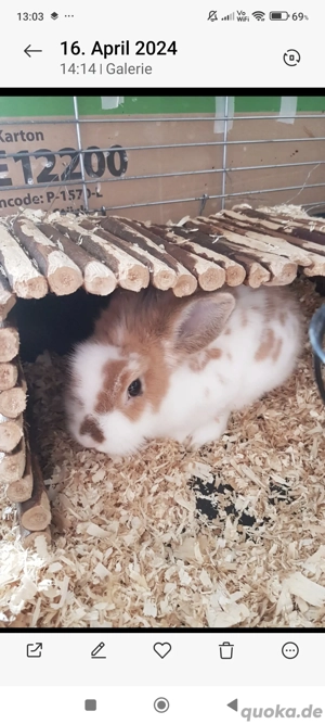 reinrassige löwenkopf Zwergkaninchen