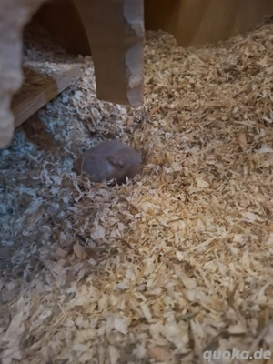 Rennmaus mit Terrarium 