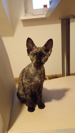 rex Mädchen 4 monate alt