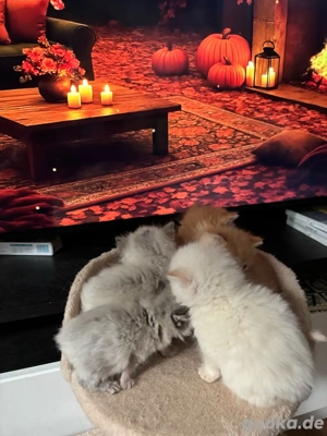 BKH Kitten zu verkaufen