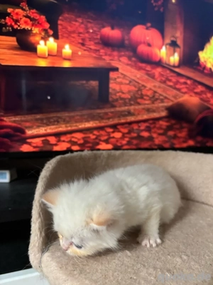 BKH Kitten zu verkaufen- nur 1 zu verfügbar