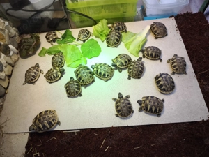 Griechische Landschildkröten Nachzucht 2025, Testudo hermanni boettgeri