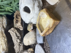 Leopardengecko + Terrarium + Zubehör
