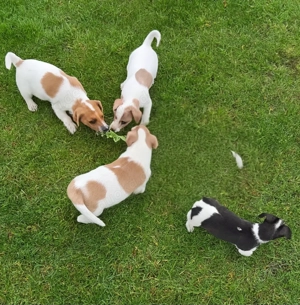 Jack Russell Welpen zu verkaufen - Rüde