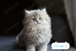 Zuckersüße blue goldene BLH kitten mit Stammbaum 