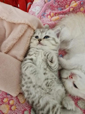 Bkh-Kätzchen Weiblich 