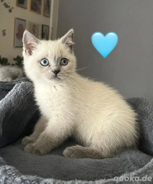 Reinrassige Britisch Kurzhaar Baby Kätzchen zum Verkaufen 