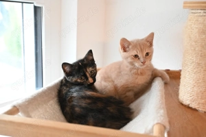 Kitten suchen ein neues Zuhause