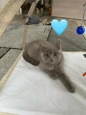 Reinrassige Britisch Kurzhaar Baby Kätzchen zum Verkaufen 