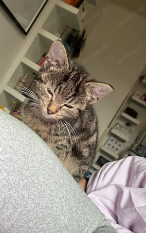 Kitten suchen neuen Dosenöffner 