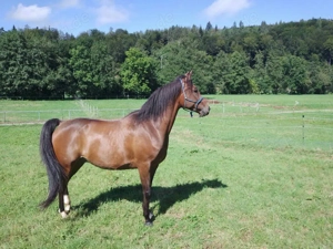Reitbeteiligung Wallach (8) in Maleck EM bei Sexau