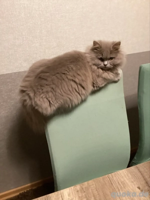 BKH  Lilac Mädchen Kitten Abholbereit.  Bild 4