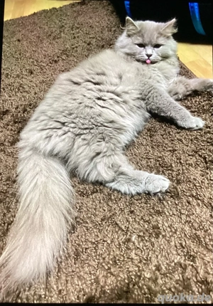 BKH  Lilac Mädchen Kitten Abholbereit.  Bild 2