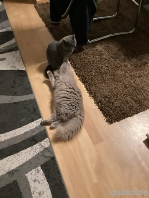 BKH  Lilac Mädchen Kitten Abholbereit.  Bild 5