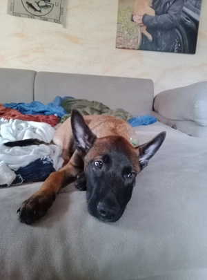 Malinois Welpen suchen ein Zuhause.