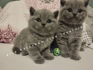 Britische Kurzhaarkätzchen mit Stammbaum