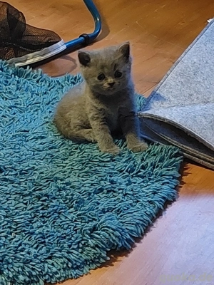 nur noch 1 bkh männchen 