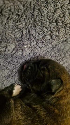 2 süße Welpen suchen noch Ihr Zuhause 