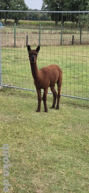Alpaka, Alpaka Stute 