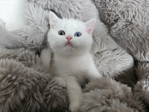 Wir bieten zum reservieren Britische kurzhaar Kätzchen 