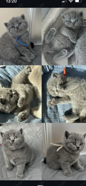 BKH Kitten (ohne Stammbaum) suchen ihr liebevolles Zuhause  Bild 3