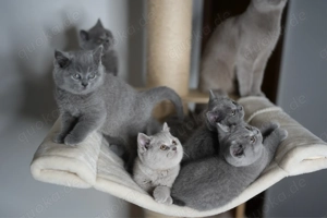 BKH Kitten (ohne Stammbaum) suchen ihr liebevolles Zuhause Bild 2