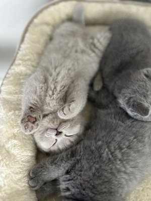 BKH Kitten (ohne Stammbaum) suchen ihr liebevolles Zuhause Bild 7