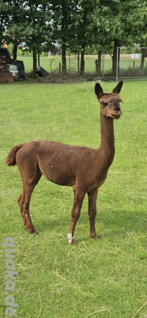 Alpaka, Alpaka Hengst 