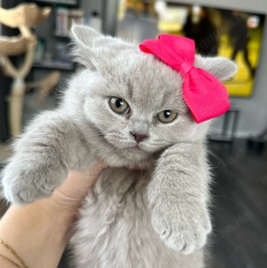 BKH Kitten (ohne Stammbaum) suchen ihr liebevolles Zuhause Bild 3