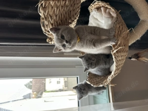 BKH Kitten (ohne Stammbaum) suchen ihr liebevolles Zuhause Bild 1