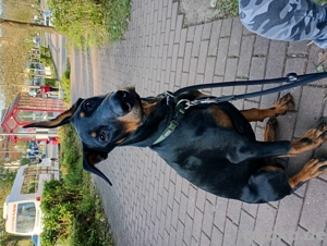 Verkaufe jungen Dobermann 