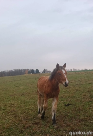 Kaltblut Fohlen